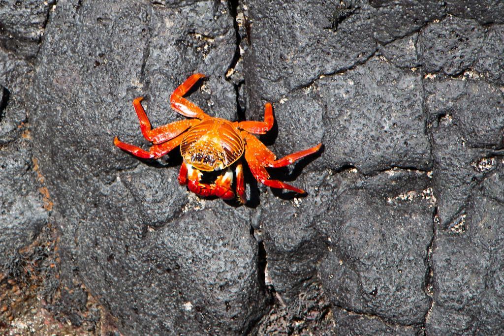 Chez Manany Galapagos Ecolodge Puerto Villamil Exterior photo